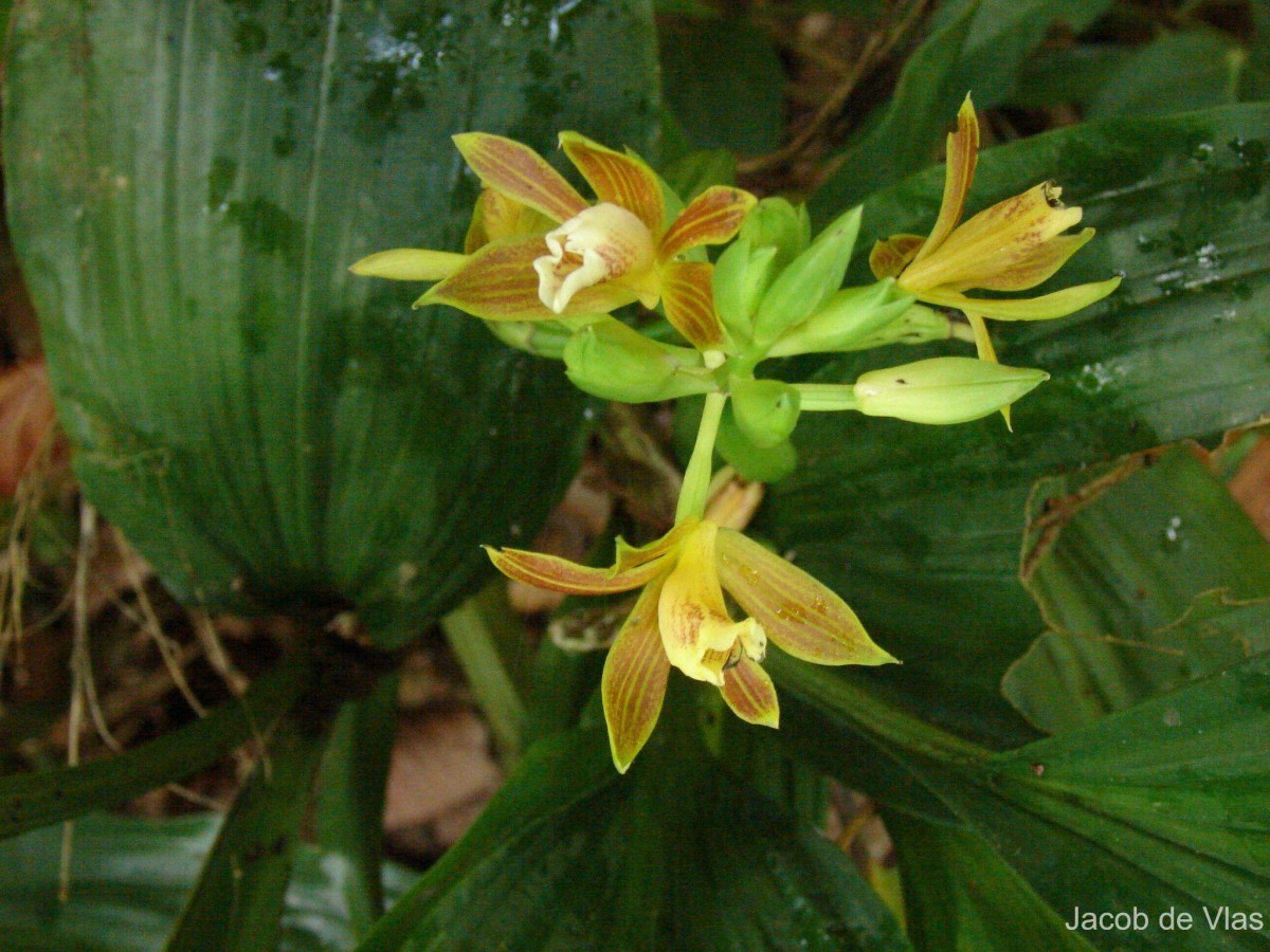 Phaius luridus Thwaites
